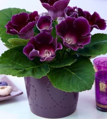 Hollywood Gloxinia  Gloksinya Bardak Menekşesi Çiçeği Soğanı (1 adet )