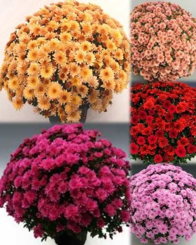 Özel Seri Özel Seri Mixed Kasımpatı Krizantem Çiçeği Fidesi (50 adet)