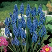 Muscari Armeniacum Üzüm Sümbülü Soğanı 50 Adet