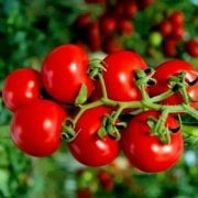 Sırık Çeri Pinpon Domates Tohumu (40 tohum)