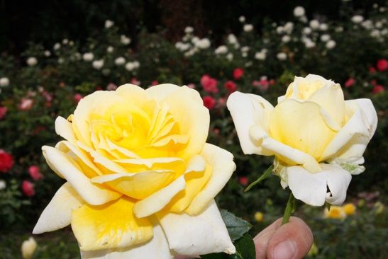 Tüplü Yediveren Aşılı Landora Sarı Gül Fidanı