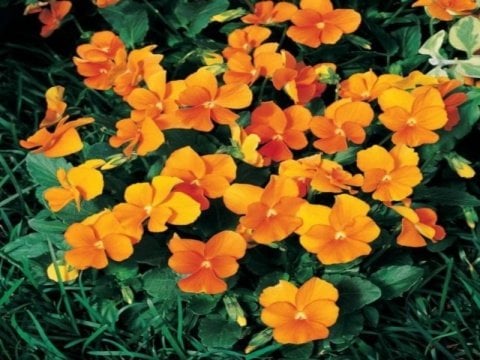 Viola Cornuta Chantreyland Çiçeği Tohumu(100 tohum)