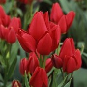 Çift Kafa Kırmızı Double red Georgette Lale Soğanı (5 adet)