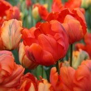 Tricolour Flower Power Lale Soğanı (5 adet)