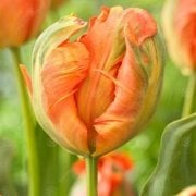 Tricolour Flower Power Lale Soğanı (5 adet)