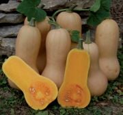 Doğal Waltham Butternut Kış Kabağı Tohumu(5 tohum)