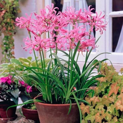 Soğuklara Dayanıklı Bowdenii Isabel Nerine Narin Çiçeği Soğanı (1 adet)