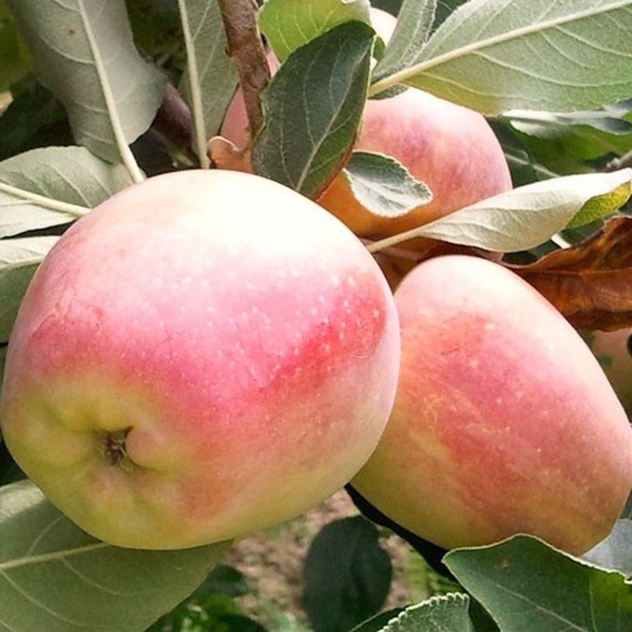 Açık Kök Erkenci Anna Elma Fidanı
