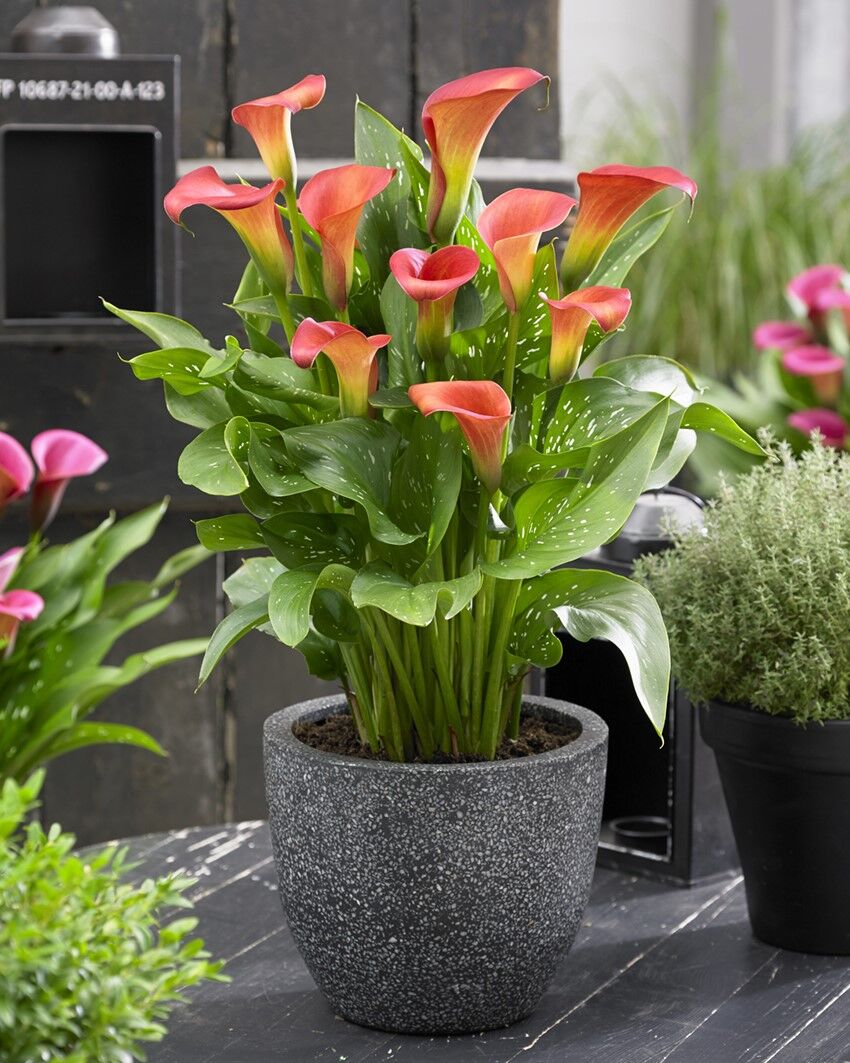 Bloody Mary Calla Gala Çiçeği Soğanı (1 Adet Soğan)