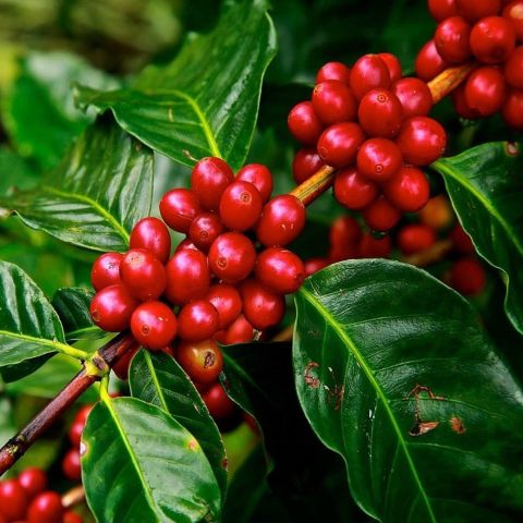 3 Adet Kendine Verimli Coffea Arabica Kahve Fidesi Bedava Kargo