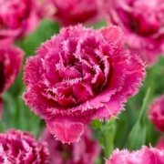 Joy of Spring Fırfırlı Lale Soğanı (5 adet)