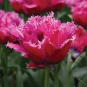 Joy of Spring Fırfırlı Lale Soğanı (5 adet)