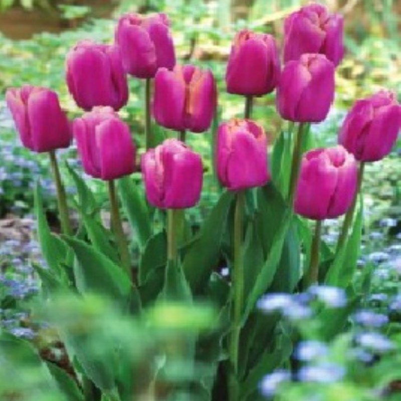 Holland Beauty Lale Soğanı 5 Adet