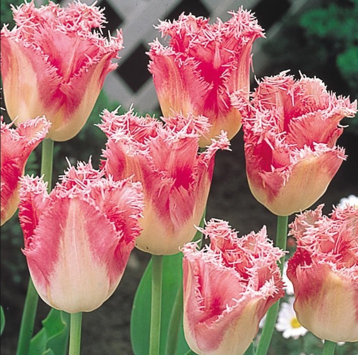 Fancy Frills Fırfırlı Lale Soğanı (5 adet)