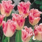 Fancy Frills Fırfırlı Lale Soğanı (5 adet)