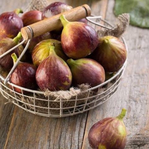 Tüplü Bolveren Erkenci Yüksek Aromalı Fesleğen İnciri Fidanı Mini Meyveler Büyük Tadlar