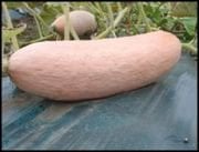 Doğal Pembe Muz Kışlık Bal Kabağı Tohumu(5 tohum)