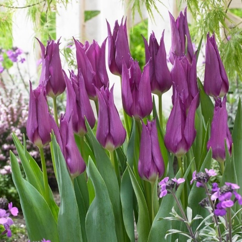 Purple Dream Osmanlı Lale Soğanı (5 adet)