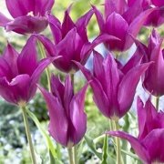 Purple Dream Osmanlı Lale Soğanı (5 adet)