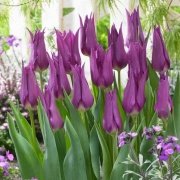 Purple Dream Osmanlı Lale Soğanı (5 adet)