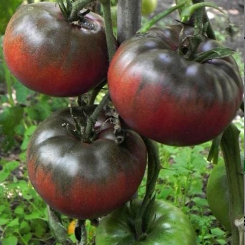 Black From Tula Siyah Kırmızı Domates Tohumu (15 tohum)