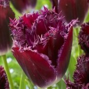 Purple Crystal Fırfırlı  Lale Soğanı (5 adet)