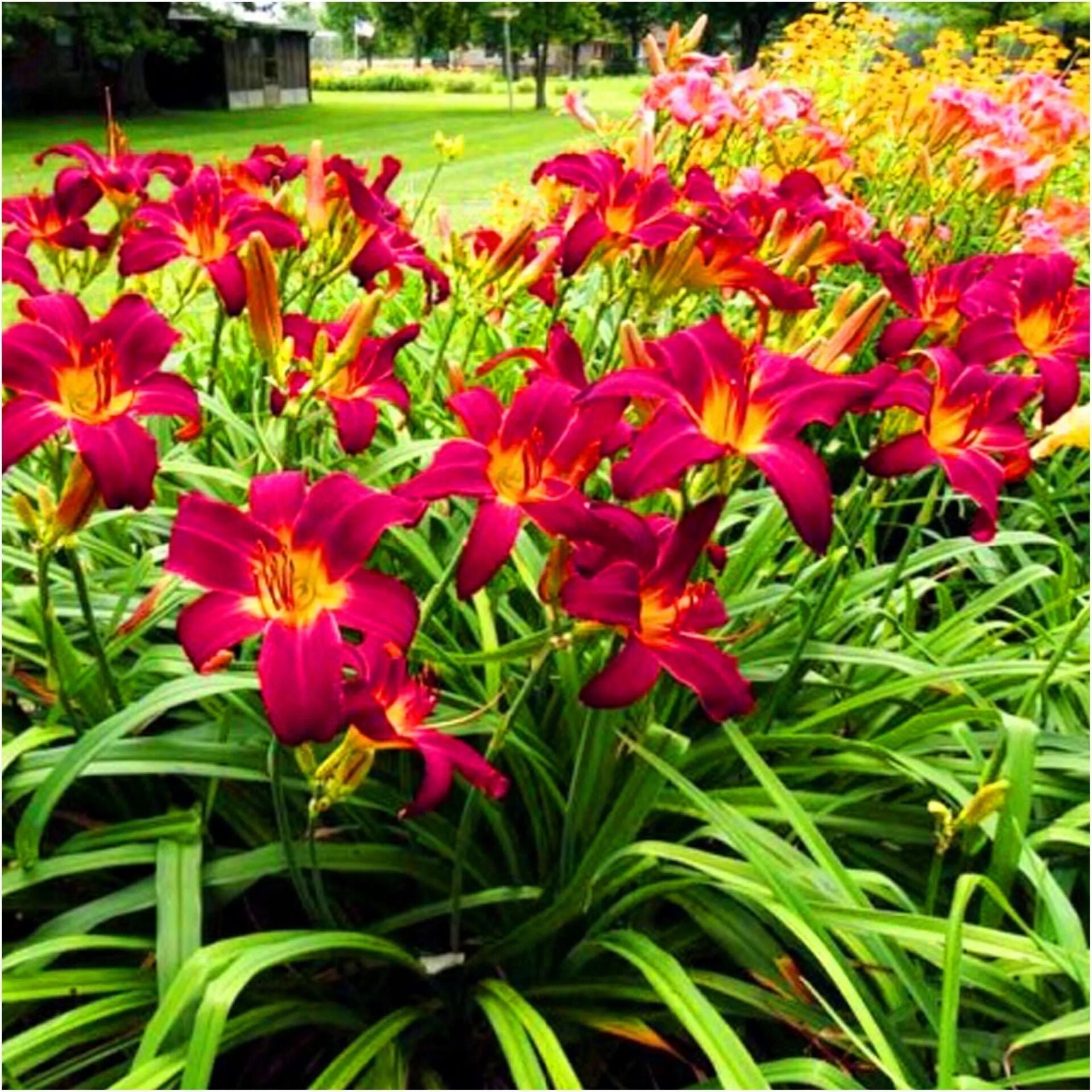 Soğuklara ve Kuralığa Dayanıklı Crown Fire Hemerocallis  Gün Güzeli Çiçeği Soğanı (1 adet)