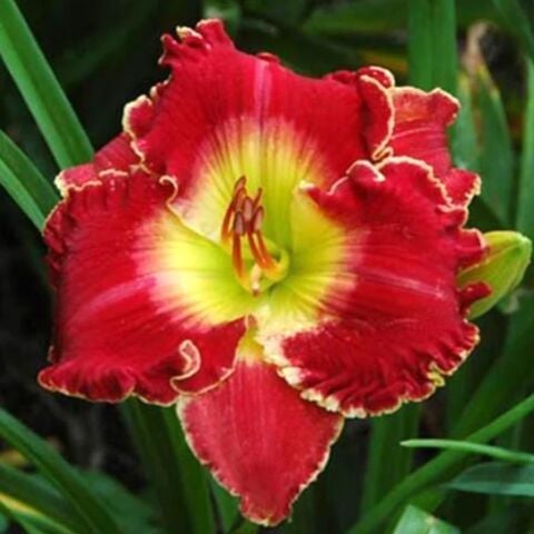 Soğuklara ve Kuralığa Dayanıklı Crown Fire Hemerocallis  Gün Güzeli Çiçeği Soğanı (1 adet)