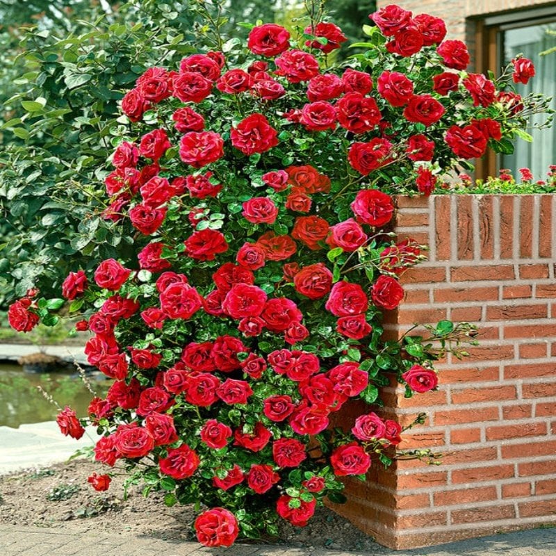 Kokulu Red Beauty Kırmızı Yediveren Sarmaşık Gül Tohumu (5 tohum)