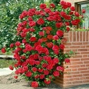 Kokulu Red Beauty Kırmızı Yediveren Sarmaşık Gül Tohumu (5 tohum)