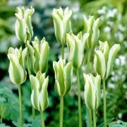 Spring Green Lale Soğanı (5 adet)