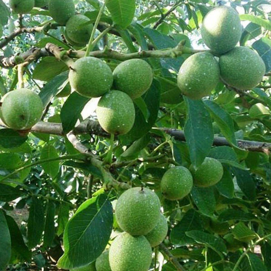 Açık Kök Yalova 4 Ceviz Fidanı