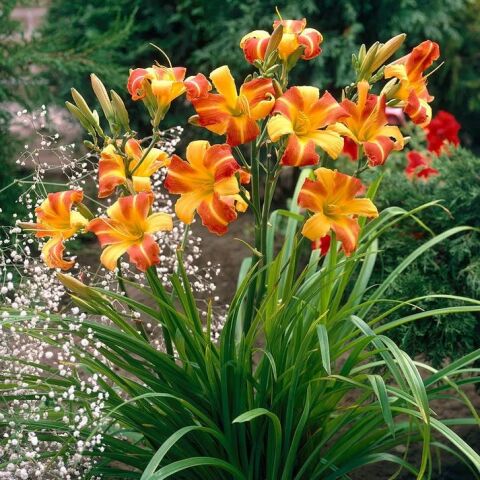 Soğuklara ve Kuraklığa Dayanıklı Frans Hals Hemerocallis  Gün Güzeli Çiçeği Soğanı (1 adet)