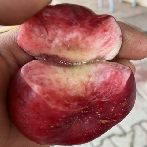 Tüplü Yarı Bodur Yüksek Aromalı İçi Dışı Kırmızı Gianna Basık Nektarin Fidanı