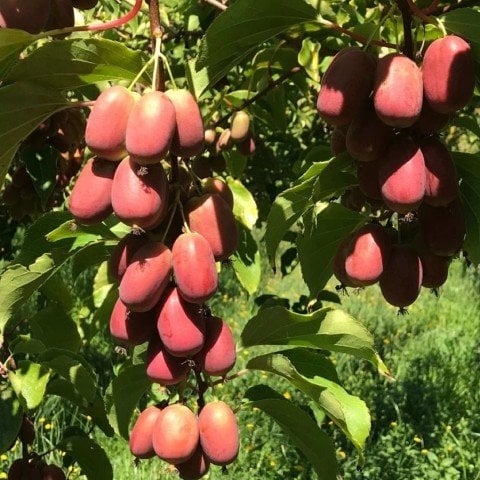 Tüplü Kivi Actinidia Arguta Ken's Red Kırmızı Kivi Fidanı