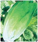 Yedikule Marul Tohumu(1 gram)