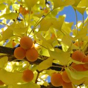 Tüplü Şifalı Mabet Ağacı Ginkgo Biloba Fidanı(100-150 cm)