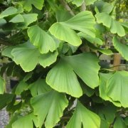 Tüplü Şifalı Mabet Ağacı Ginkgo Biloba Fidanı(100-150 cm)