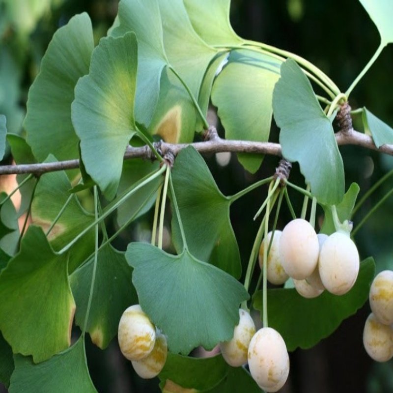 Tüplü Şifalı Mabet Ağacı Ginkgo Biloba Fidanı(100-150 cm)