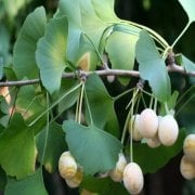 Tüplü Şifalı Mabet Ağacı Ginkgo Biloba Fidanı(100-150 cm)