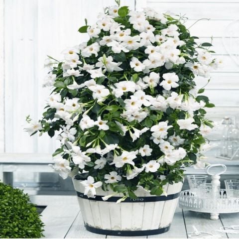 Mini Saksıda  Beyaz Çiçekli Mandevilla Çiçeği Fidanı (15-40 cm)
