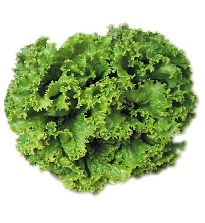 Şemikler Marul Tohumu (1 gram)