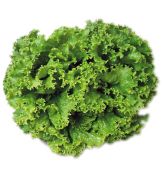 Şemikler Marul Tohumu (1 gram)
