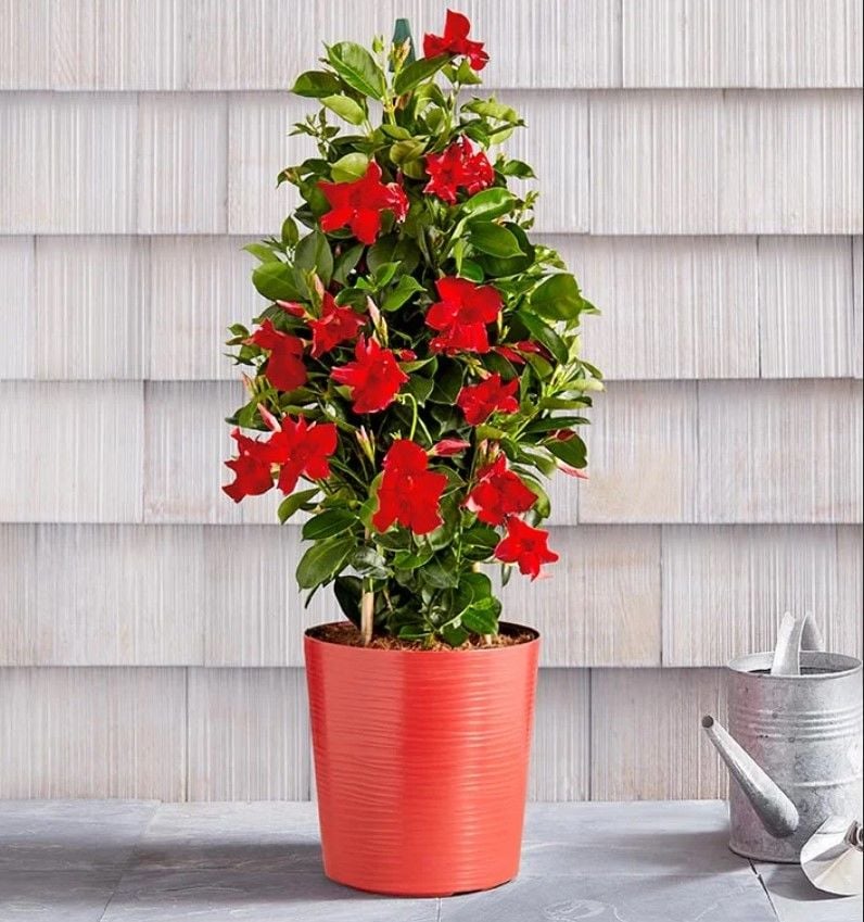 Mini Saksıda Kırmızı  Çiçekli Mandevilla Çiçeği Fidanı (15-40 cm)