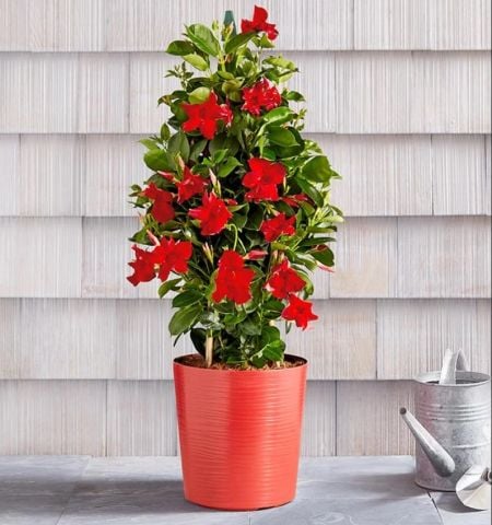 Mini Saksıda Kırmızı  Çiçekli Mandevilla Çiçeği Fidanı (15-40 cm)