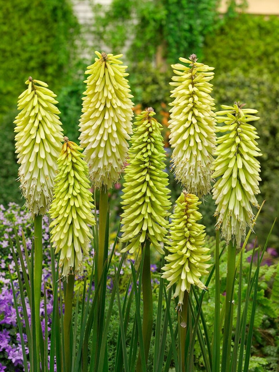 Soğuklara Dayanıklı Kniphofia Ice Queen Fener Meşale Çiçeği Zambağı Soğanı (1 adet)