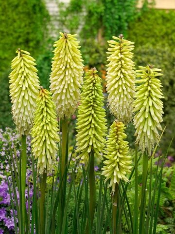 Soğuklara Dayanıklı Kniphofia Ice Queen Fener Meşale Çiçeği Zambağı Soğanı (1 adet)