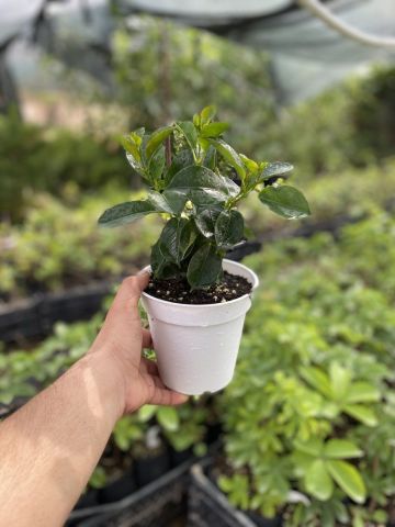 Mini Saksıda Pembe  Çiçekli Mandevilla Çiçeği Fidanı (15-40 cm)