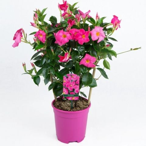 Mini Saksıda Pembe  Çiçekli Mandevilla Çiçeği Fidanı (15-40 cm)