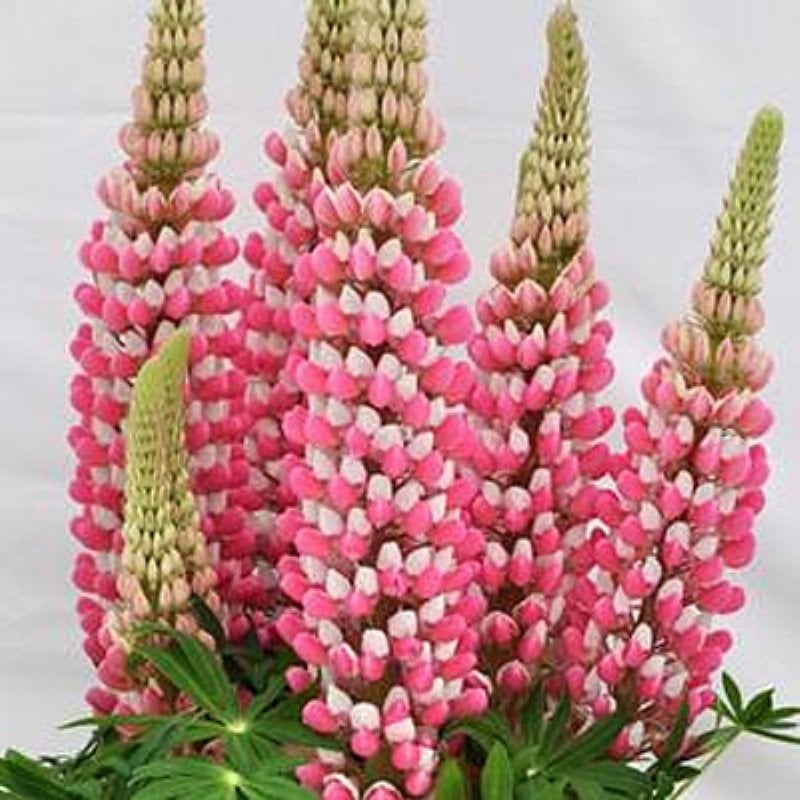 Rose Sky Lupin Acı Bakla Çiçeği (30 tohum)